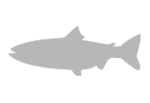 Pescado azul