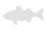 Pescado blanco