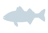 Pescado blanco